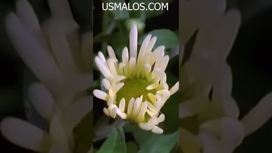 Кто создал мир таким, когда все поедают друг друга. В.ПреобРАженская. Из Книги «Чудо Познания»