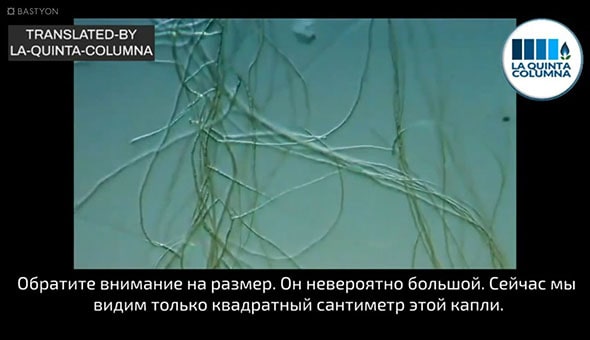 САМОСБОРКА МИКРОНИТЕЙ В «ВАКЦИНЕ» PFIZER