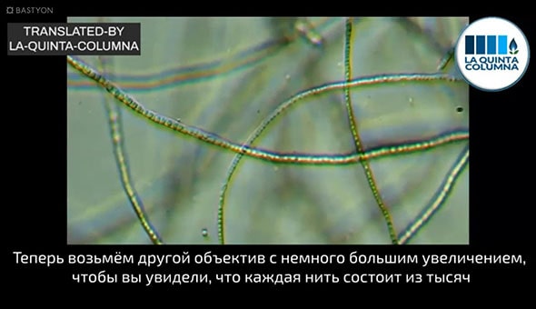 САМОСБОРКА МИКРОНИТЕЙ В «ВАКЦИНЕ» PFIZER