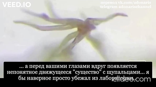Формы жизни «гидра» в «вакцинах»